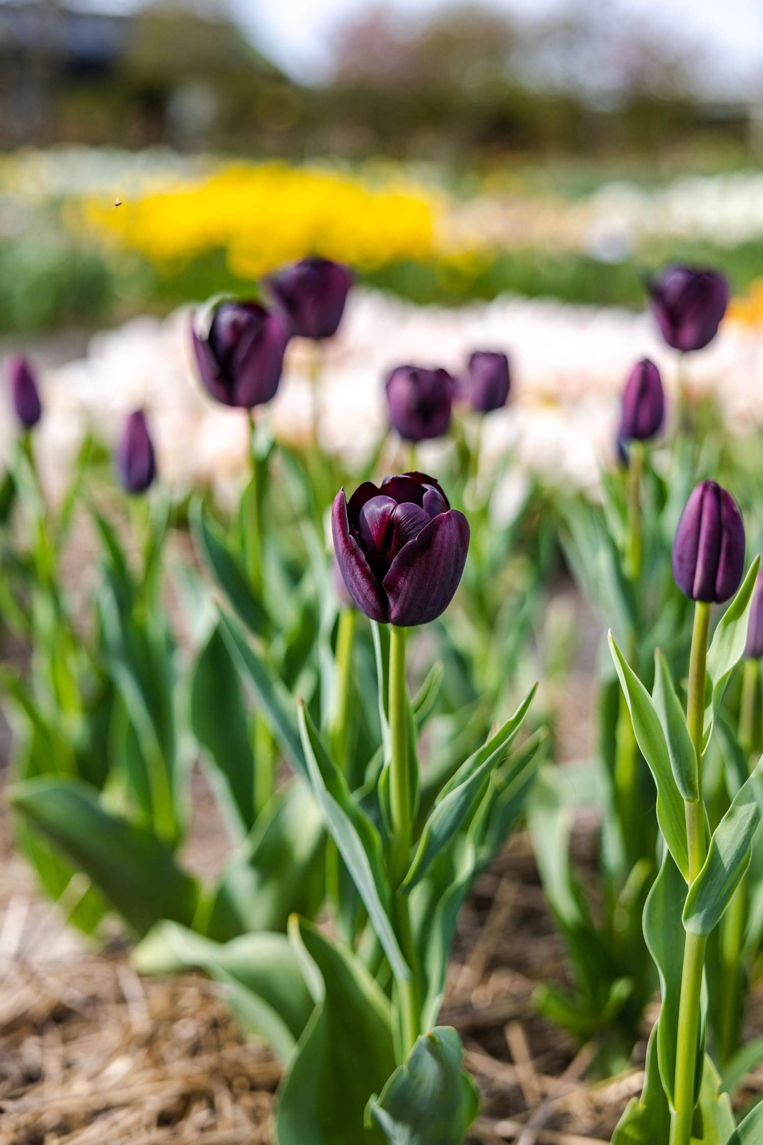 Tulppaani 'Queen of Night'